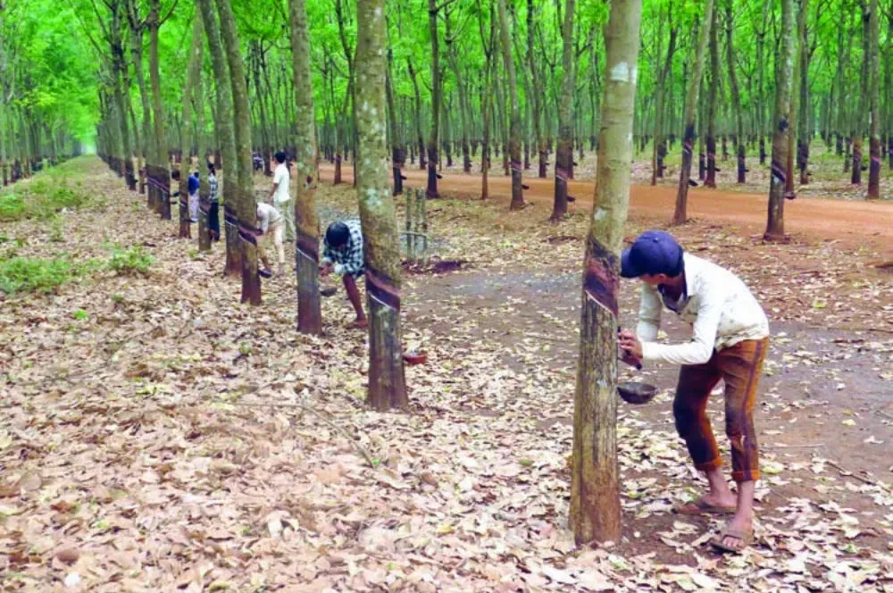 តម្រូវការ​ជ័រកៅស៊ូក្នុងស្រុកកើនឡើងខ្ពស់ ខណៈ​រោងចក្