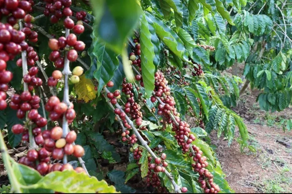 មណ្ឌលគិរី ធ្វើពិពិធកម្មលើដំណាំកាហ្វេ រហូតមានការទទួ