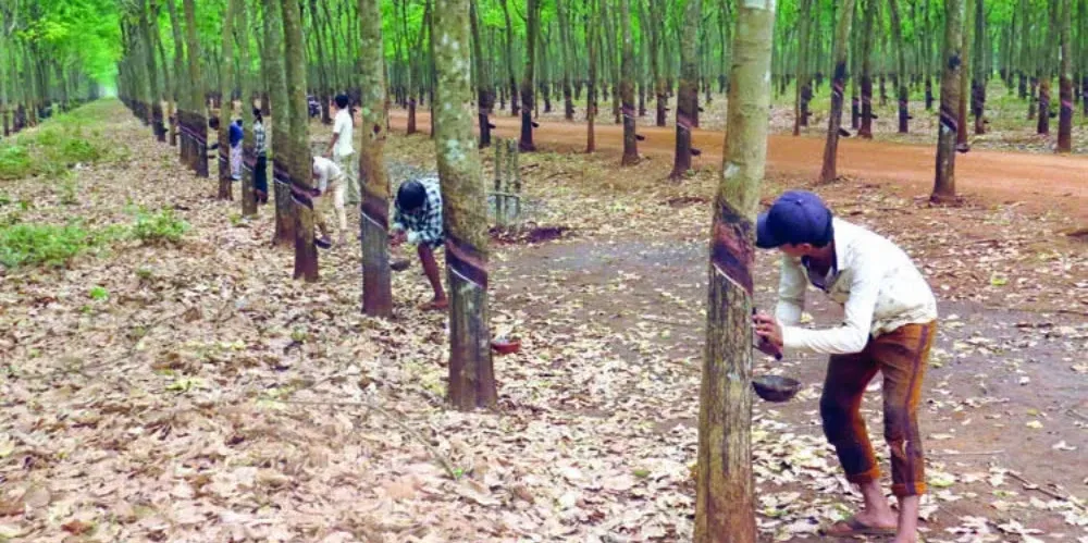 តម្រូវការ​ជ័រកៅស៊ូក្នុងស្រុកកើនឡើងខ្ពស់ ខណៈ​រោងចក្រ​ផលិត​សំបកកង់រថយន្តចំនួន៨បានដាក់ឱ្យដំណើរការជាបន្តបន្ទាប់ - AMS Article Thumbnail