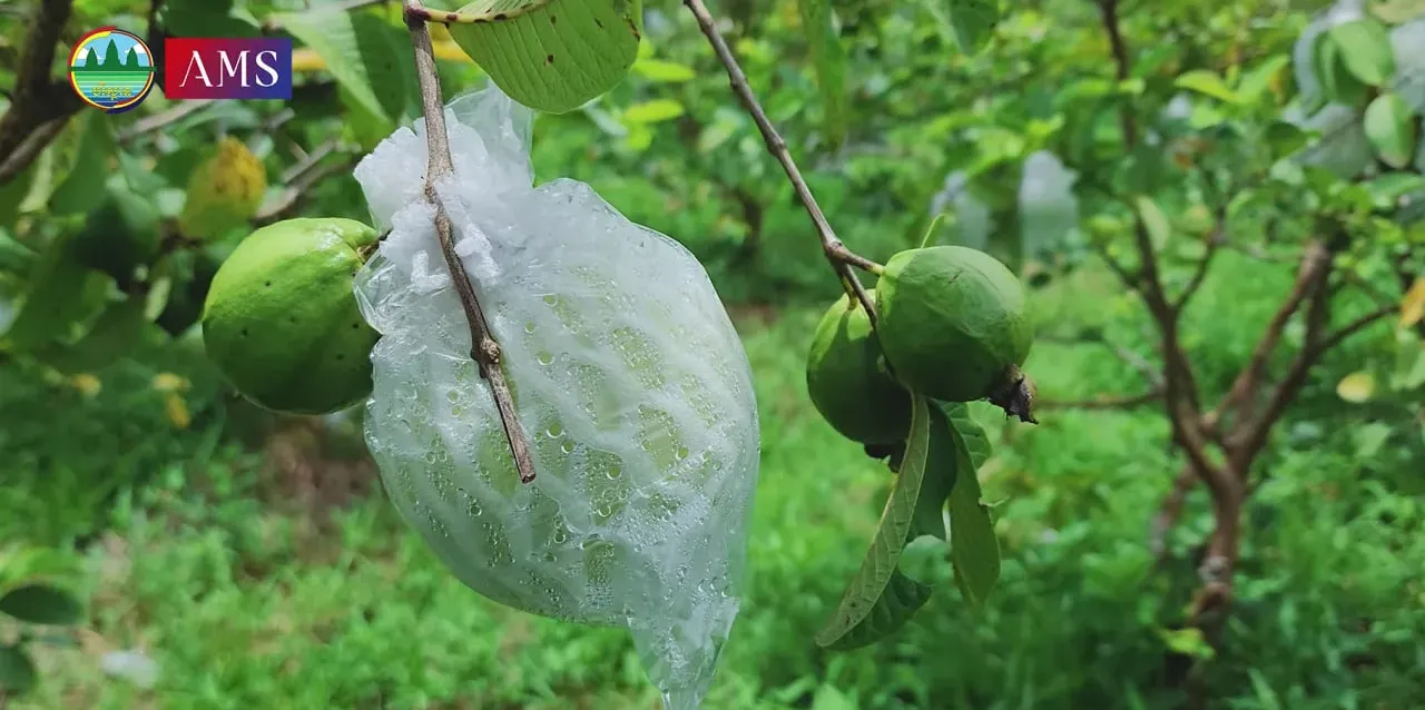 កសិករម្នាក់ដាំត្របែក ៣៥០ ដើម ប្រើជីសរីរាង្គធម្មជាតិក្នុងស្រុក ទទួលបានចំណូលប្រមាណ ៥០០០ដុល្លារក្នុងមួយឆ្នាំ - AMS Article Thumbnail