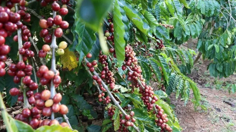 មណ្ឌលគិរី 