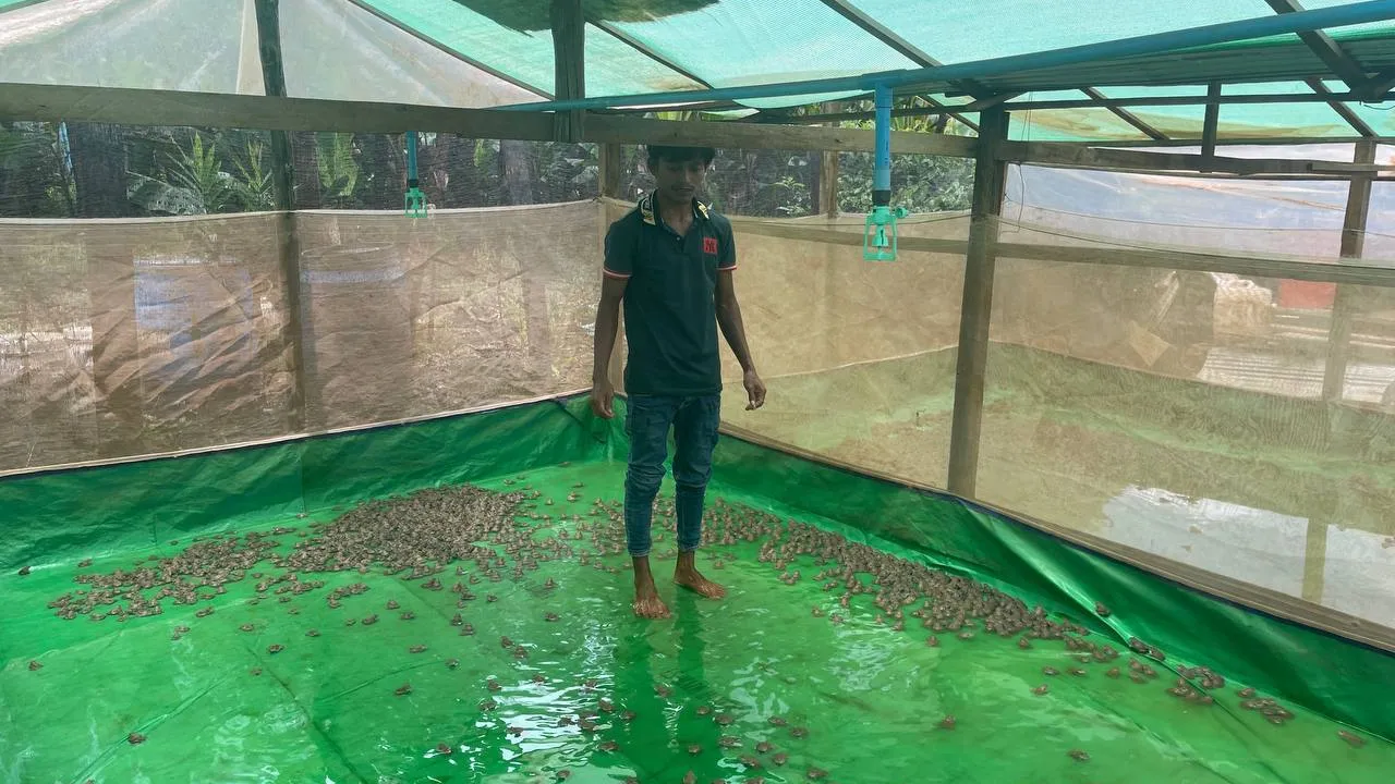 តម្លៃកង្កែបសាច់ធ្លាក់ចុះខ្លាំង ខណៈសមាគមអំពាវនាវសូមឱ្យជួយ