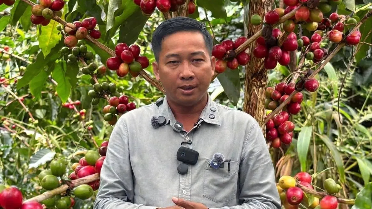 អូរសោម ក្លាយជាតំបន់ទាក់ទាញសម្រាប់ការដាំដុះកាហ្វេគុណភាពល្អ