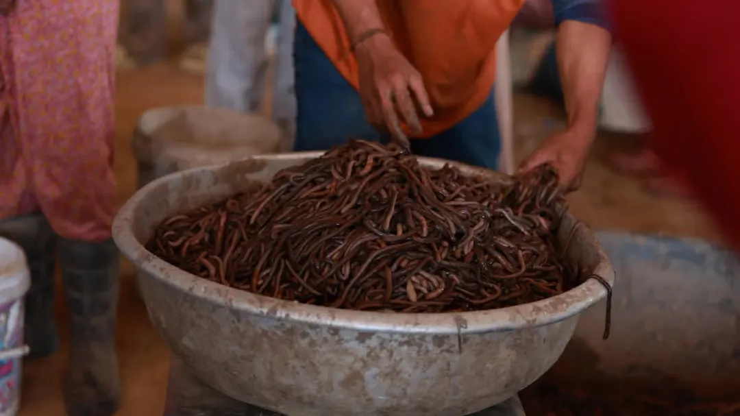 សិប្បកម្មកែច្នៃជន្លេនមួយនៅខេត្តព្រះវិហារ ជួយផ្តល់ចំណូលឲ្យពលរដ្ឋក្នុងមូលដ្ឋានជាង១០ម៉ឺនរៀលក្នុងមួយថ្ងៃ