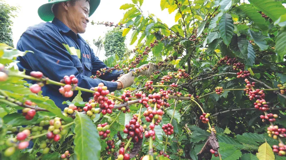 ក្រសួងកសិកម្ម ជំរុញឱ្យអ្នកដាំកាហ្វេនៅខេត្តមណ្ឌលគិរី រួមគ្នាកសាង​ម៉ាកសមូហភាព​«កាហ្វេមណ្ឌលគិរី»