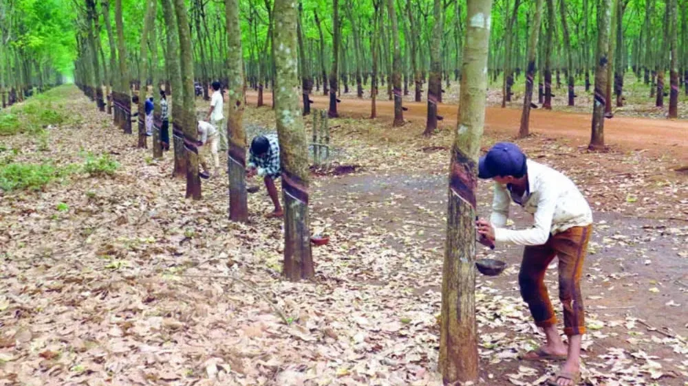 តម្រូវការ​ជ័រកៅស៊ូក្នុងស្រុកកើនឡើងខ្ពស់ ខណៈ​រោងចក្រ​ផលិត​សំបកកង់រថយន្តចំនួន៨បានដាក់ឱ្យដំណើរការជាបន្តបន្ទាប់