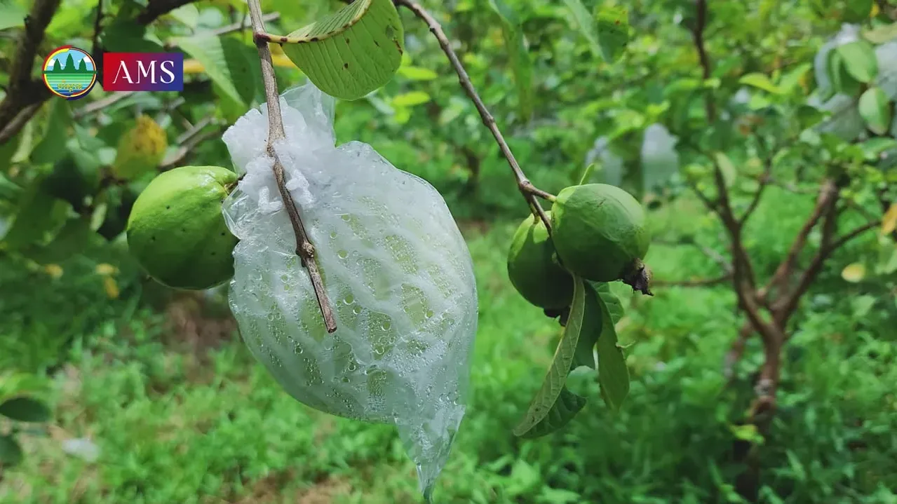 កសិករម្នាក់ដាំត្របែក ៣៥០ ដើម ប្រើជីសរីរាង្គធម្មជាតិក្នុងស្រុក ទទួលបានចំណូលប្រមាណ ៥០០០ដុល្លារក្នុងមួយឆ្នាំ