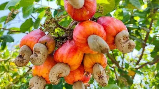 តម្លៃគ្រាប់ស្វាយចន្ទីឆៅហក់ឡើងខ្ពស់មិនធ្លាប់មាន ខណៈការប្រមូលផលធ្លាក់ចុះខ្លាំង