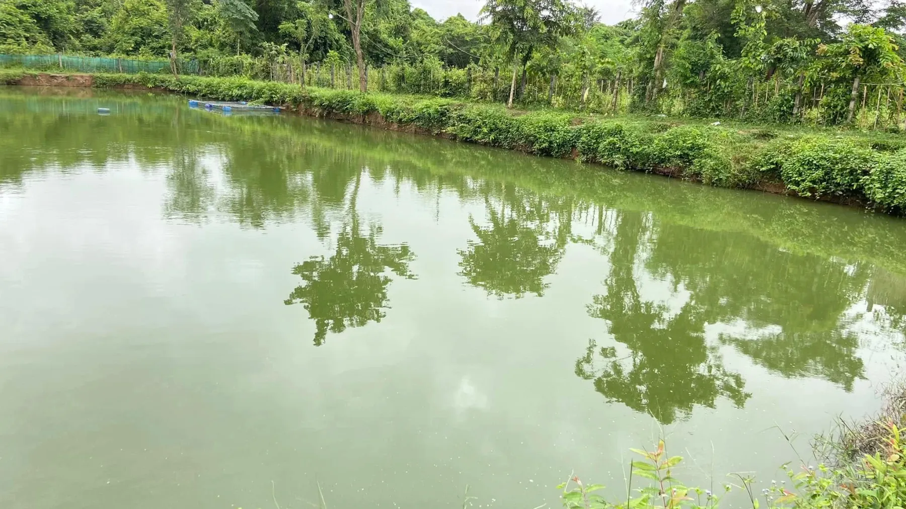 អ្នកជំនាញ ៖ កសិករគួរជីកស្រះក្បែរចំការដំណាំ ដើម្បីទទួលបានផលចំណេញជាប់ពេញមួយឆ្នាំ
