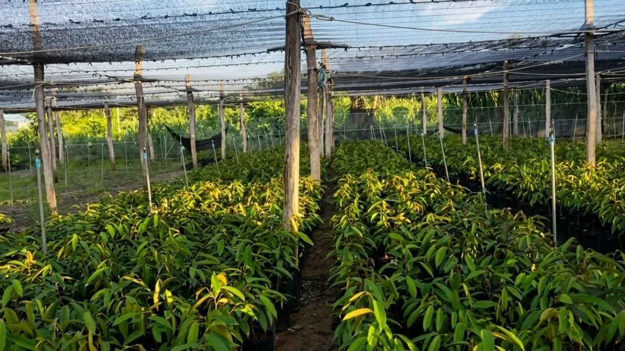 បណ្តុះកូនទុរេនលក់ជារបរលាក់មុខ តែមានតម្រូវការខ្ពស់នៅលើទីផ្សារ