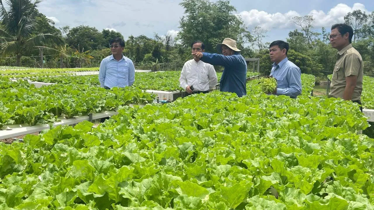 ចម្ការបន្លែសុខភាពសៀមរាប កំពុងផ្លាស់ប្តូរយុទ្ធសាស្ត្រដាំបន្លែសុវត្ថិភាពបែបទំនើប និងអាចទទួលបានចំណូល ១ខែ ខ្ទង់ម៉ឺនដុល្លារ