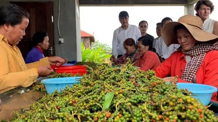 កម្ពុជានាំចេញម្រេចជាង ២៥ ០០០ តោនទៅវៀតណាម ក្លាយជាអ្នកផ្គត់ផ្គង់ធំជាងគេ