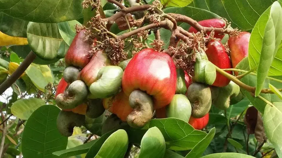 កម្ពុជា​ចុះ​បញ្ជី​ពូជ​ស្វាយចន្ទី​ ​៤​ ប្រភេទ​ ​ទប់ស្កាត់​ការ​លួច​ចម្លង ​និង​ការ​ប្រើប្រាស់​ដោយ​គ្មាន​ការ​អនុញ្ញាត