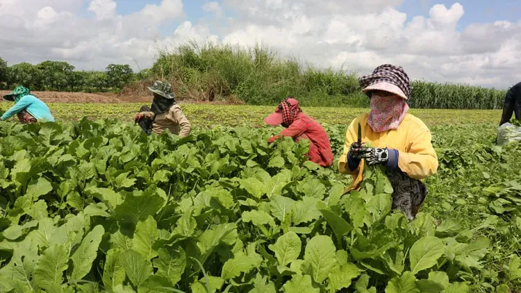 ​ADB ផ្ដល់​​កញ្ចប់ថវិកា​៧២លានដុល្លារដល់កម្ពុជា​​​ ដើម្បីអភិវឌ្ឍន៍​សេដ្ឋកិច្ចកសិករខ្នាតតូចនៅតាមជន​បទ