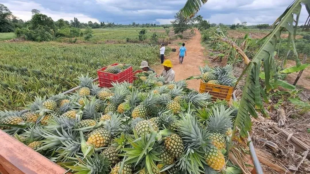 ពី​ចម្ការ​ដល់​រោងចក្រ​៖​ ការ​កែច្នៃ​ជា​គន្លឹះ​ដោះស្រាយ​បញ្ហា​ម្នាស់​ទឹកឃ្មុំ​លើស​តម្រូវការ​