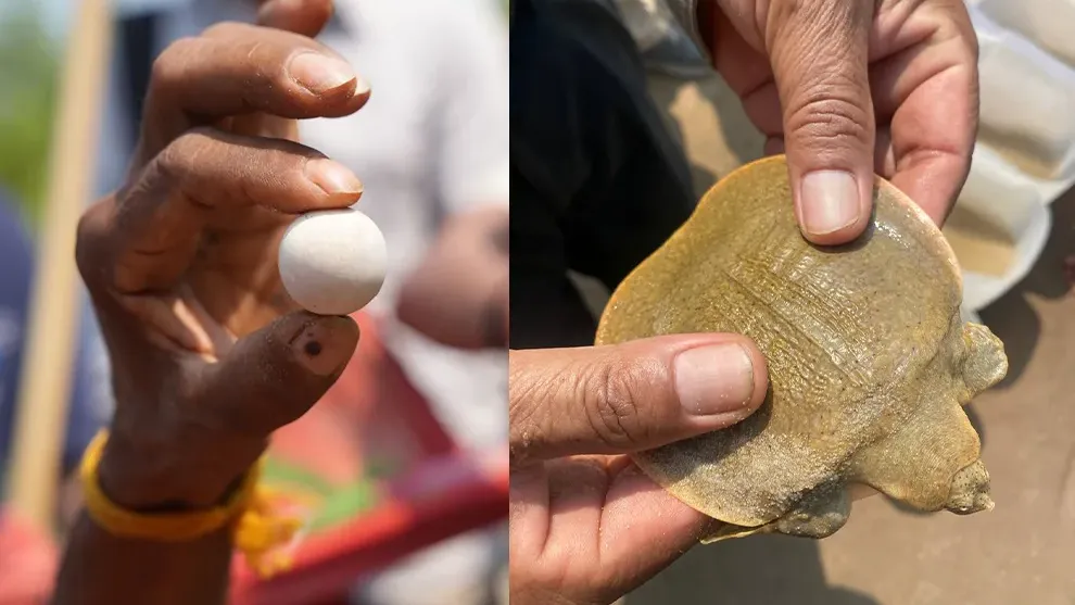 កន្ធាយក្បាលកង្កែប ជិតផុតពូជ ១៥ ក្បាល ត្រូវលែងចូលដែនទឹកធម្មជាតិ នៃខេត្តក្រចេះ