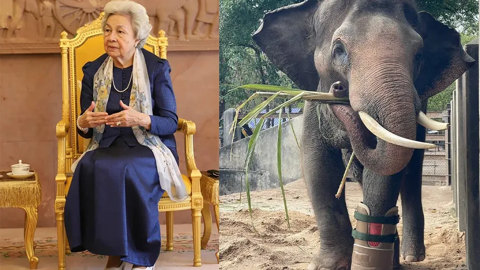 សម្ដេច​ម៉ែ ប្រោស​ប្រទានជើងសិប្បនិម្មិត​ដល់ដំរី ឈូក ដែល​កំពុង​រស់​នៅ​ភ្នំ​តាម៉ៅ