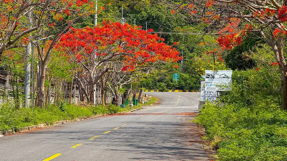 ដល់រដូវហើយ! ផ្កាក្ងោកខេត្តកែប ចាប់ផ្ដើមរីកដាសពេញផ្លូវ ស្អាតខ្លាំងណាស់