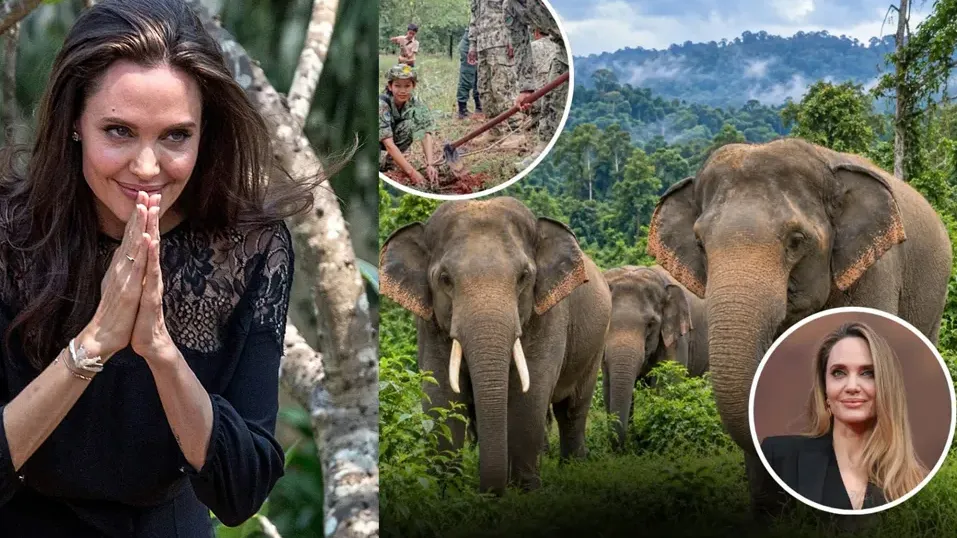 សារព័ត៌មានអន្តរជាតិ បានចុះផ្សាយពីមូលនិធិ Angelina Jolie ចំណាយពេល ២០ ឆ្នាំ ជួយសង្គ្រោះព្រៃឈើនៅកម្ពុជា