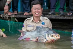 ត្រីកម្រជិ - Thumbnail