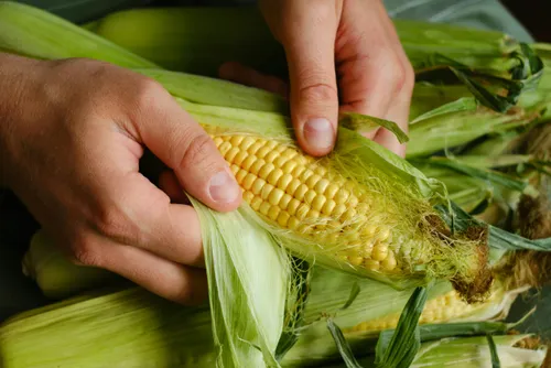 តើ ពោត ល្អចំពោះសុខភាពដែរ ឬទេ?