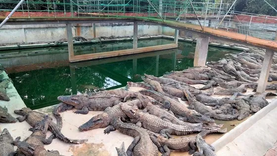 កសិដ្ឋានចិញ្ចឹមក្រពើនៅសៀមរាប និងប៉ោយប៉ែត មានសុវត្ថិភាពខ្ពស់ ទោះមានការលិចនៅតំបន់ជុំវិញ - AMS Article Thumbnail