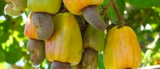 កម្ពុជា នឹងនាំចេញគ្រាប់ស្វាយចន្ទីសំបកតម្លៃប្រមាណ ៣៥លានដុល្លារក្នុងដំណាក់កាលដំបូង ឆ្នាំ២០២៦ - AMS Article Thumbnail