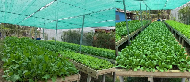 ការ​ធ្វើកសិកម្ម​តាមបែ​បកសិ-អេកូឡូស៊ី ជួយឱ្យកសិករ​​កាត់បន្ថយចំណាយថ្លៃដើម​ និងបង្កើន​ប្រាក់ចំណូល​ - AMS Article Thumbnail