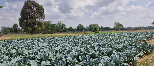 កសិករ៤គ្រួសារ ប្រើប្រាស់ដីរួមគ្នាទំហំ៤០អា ដាំបន្លែចម្រុះ រកចំណូលផ្គត់ផ្គង់​គ្រួសារ​រស់​នៅយ៉ាង​សុខសាន្ត​ - AMS Article Thumbnail