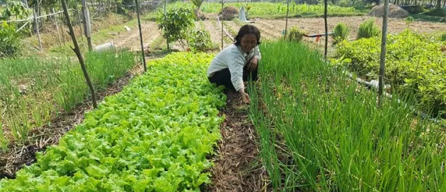 កសិករគួរផ្លាស់ប្តូរផ្នត់គំនិតក្នុងការធ្វើកសិកម្មបែបប្រពៃណី ដើម្បីជៀសវាងខាតបង់ពីមួយឆ្នាំទៅមួយឆ្នាំ - AMS Article Thumbnail
