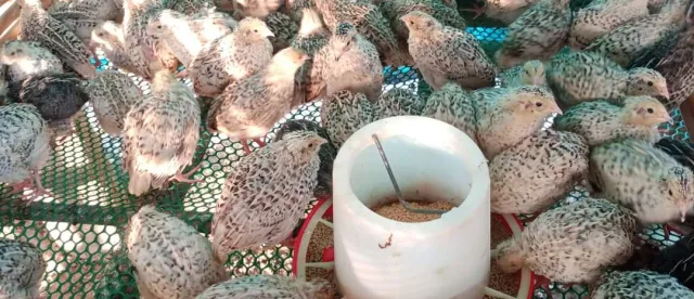មុខរបរចិញ្ចឹមគ្រួច ឆាប់បានទទួលផល ហើយរកចំណូល​បានខ្ទង់ពាន់ដុល្លារក្នុងមួយខែៗ - AMS Article Thumbnail