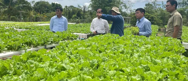 ចម្ការបន្លែសុខភាពសៀមរាប កំពុងផ្លាស់ប្តូរយុទ្ធសាស្ត្រដាំបន្លែសុវត្ថិភាពបែបទំនើប និងអាចទទួលបានចំណូល ១ខែ ខ្ទង់ម៉ឺនដុល្លារ - AMS Article Thumbnail