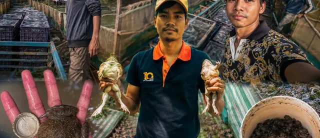 កសិករ ​សេល ​រក្សា​ ​អាច​រក​ចំណូល​បាន​ដល់​ ​៣០០០​ ​ដុល្លារ​/​មួយ​ខែ ​ពីរបរ​ចិញ្ចឹម​កង្កែប - AMS Article Thumbnail