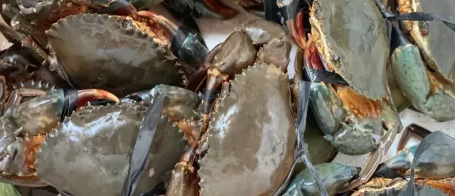 មុខរបរចិញ្ចឹមក្តាមថ្ម កំពុងជួយឱ្យប្រជាសហគមន៍នេសាទជាប់មាត់សមុទ្រមានជីវភាពកាន់តែប្រសើរ - AMS Article Thumbnail