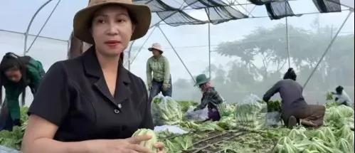 បន្លែសុវត្ថិភាពជួយសហគមន៍ស្រូវនាងអំ រកចំណូលជិត ៦៩ លានរៀលក្នុងមួយខែ - AMS Article Thumbnail