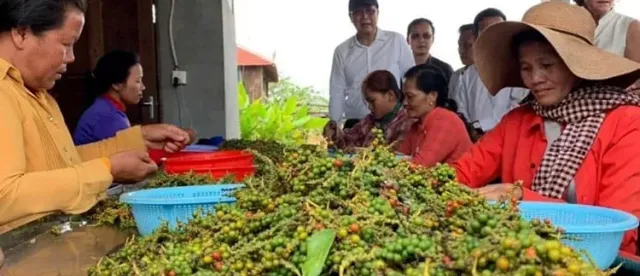 កម្ពុជានាំចេញម្រេចជាង ២៥ ០០០ តោនទៅវៀតណាម ក្លាយជាអ្នកផ្គត់ផ្គង់ធំជាងគេ - AMS Article Thumbnail
