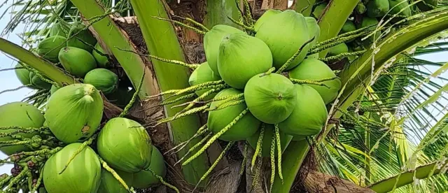 ដូងខ្មែរមានទីផ្សារល្អ និងប្រយោជន៍សម្រាប់សុខភាព ប៉ុន្តែការផ្គត់ផ្គង់នៅមិនទាន់ឆ្លើយតបតម្រូវការ - AMS Article Thumbnail