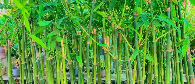 ចម្ការឫស្សីទំពាំងផ្អែមនៅត្បូងឃ្មុំ ប្តូរពីលក់ទំពាំងមកលក់កូនពូជ រកចំណូលបានជាង ២,០០០ ដុល្លារ/ខែ - AMS Article Thumbnail