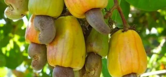 Thumbnail for កម្ពុជា នឹងនាំចេញគ្រាប់ស្វាយចន្ទីសំបកតម្លៃប្រមាណ ៣៥លានដុល្លារក្នុងដំណាក់កាលដំបូង ឆ្នាំ២០២៦