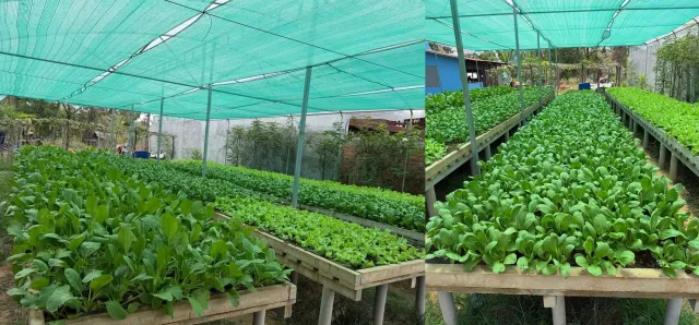 Thumbnail for ការ​ធ្វើកសិកម្ម​តាមបែ​បកសិ-អេកូឡូស៊ី ជួយឱ្យកសិករ​​កាត់បន្ថយចំណាយថ្លៃដើម​ និងបង្កើន​ប្រាក់ចំណូល​