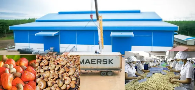 Thumbnail for ការវិនិយោគលើរោងចក្រកែច្នៃ គឺជាកម្លាំងចលករដ៏សំខាន់ក្នុងការជំរុញខ្សែច្រវាក់តម្លៃស្វាយចន្ទីកម្ពុជា