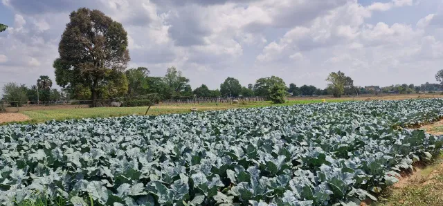 Thumbnail for កសិករ៤គ្រួសារ ប្រើប្រាស់ដីរួមគ្នាទំហំ៤០អា ដាំបន្លែចម្រុះ រកចំណូលផ្គត់ផ្គង់​គ្រួសារ​រស់​នៅយ៉ាង​សុខសាន្ត​