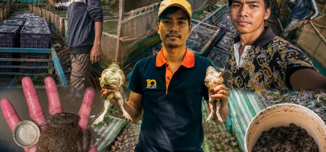 Thumbnail for កសិករ ​សេល ​រក្សា​ ​អាច​រក​ចំណូល​បាន​ដល់​ ​៣០០០​ ​ដុល្លារ​/​មួយ​ខែ ​ពីរបរ​ចិញ្ចឹម​កង្កែប