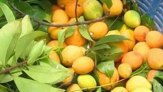 រដូវគុយដល់ហើយ! ប្រជាសហគមន៍ រីក...