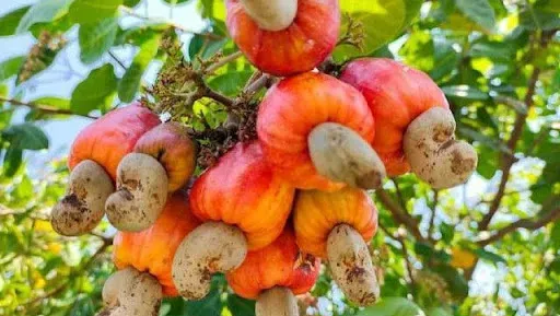 តម្លៃគ្រាប់ស្វាយចន្ទីឆៅហក់ឡើងខ...