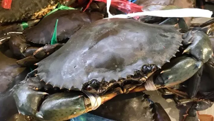 ការចុះបញ្ជី «ក្តាមថ្មកោះកុង»ជា...