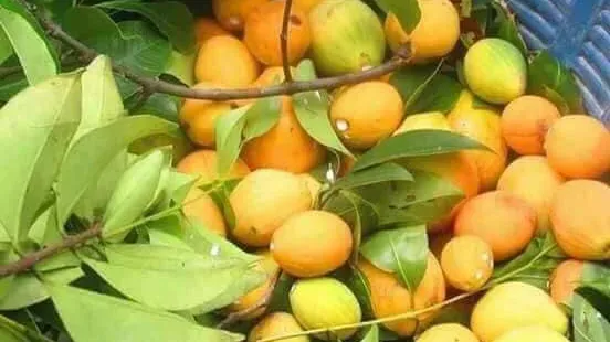 រដូវគុយដល់ហើយ! ប្រជាសហគមន៍ រីក...