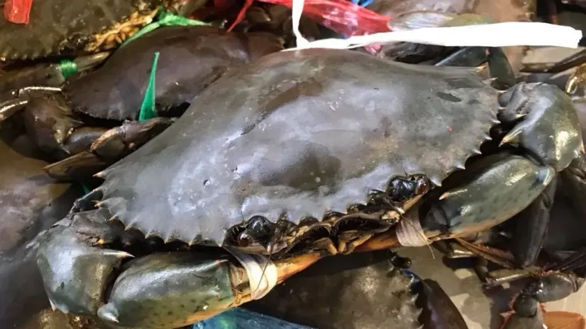 ការចុះបញ្ជី «ក្តាមថ្មកោះកុង»ជា...