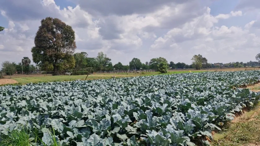 កសិករ៤គ្រួសារ ប្រើប្រាស់ដីរួមគ...
