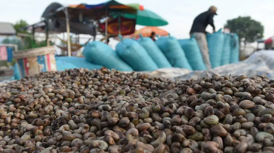 រយៈពេល៣ខែ កម្ពុជានាំចេញគ្រាប់ស...